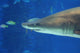 Shark Smile Wall Mural