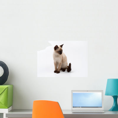 Siamese Cat Wall Decal shown on a wall