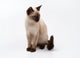 siamese cat Wall Decal