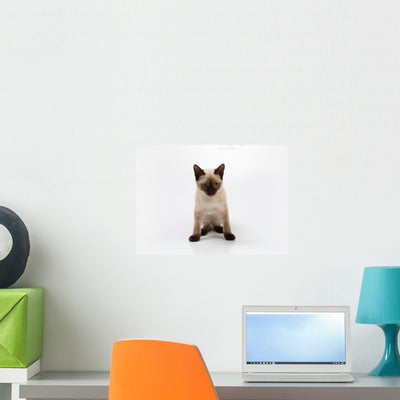 Siamese Cat Wall Decal shown on a wall