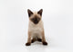 Siamese Cat Wall Decal