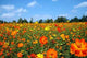 Field Wildflowers Wall Decal Design 3