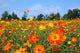 Wildflowers Wall Decal
