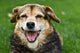 Dog Wall Mural