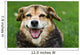 Dog Wall Mural