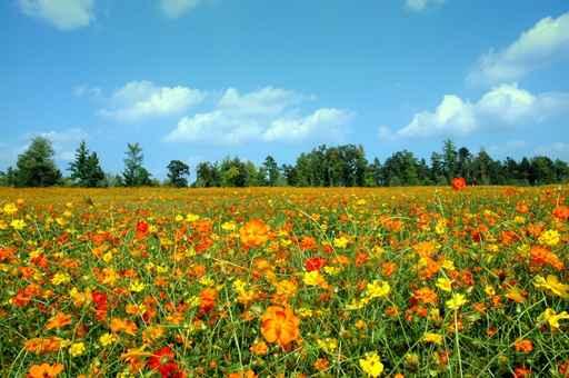 Field Wildflowers Wall Decal Design 2