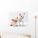 Two Chihuahua Breed Female on White Background Wall Decal