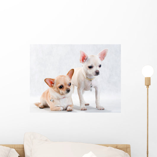 Two Chihuahua Breed Female on White Background Wall Decal