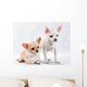 Two Chihuahua Breed Female on White Background Wall Decal