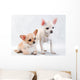Two Chihuahua Breed Female on White Background Wall Decal