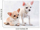 Two Chihuahua Breed Female on White Background Wall Decal