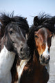Couple Horses Grassland Wall Mural