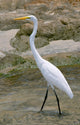 White Heron Ardea Herodias Wall Mural