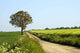 Landscape Vienna Wall Decal