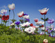 white red and purple flower field Wall Mural