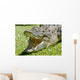Krokodil Wall Mural