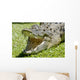 Krokodil Wall Mural