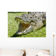 Krokodil Wall Mural