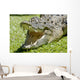 Krokodil Wall Mural