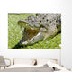 Krokodil Wall Mural