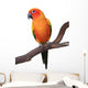 Sun Conure Parrot Sitting on Wooden Perch Wall Decal