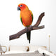 Sun Conure Parrot Sitting on Wooden Perch Wall Decal