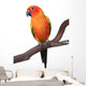 Sun Conure Parrot Sitting on Wooden Perch Wall Decal