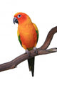 Sun Conure Parrot Sitting on Wooden Perch Wall Decal