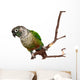Green Cheek Conure on a Tree Branch Wall Decal