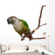 Green Cheek Conure on a Tree Branch Wall Decal