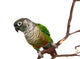 Green Cheek Conure on a Tree Branch Wall Decal
