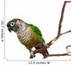 Green Cheek Conure on a Tree Branch Wall Decal