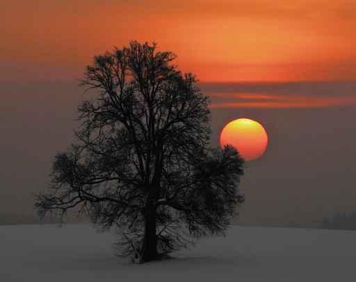 Morgenstimmung Wall Decal