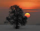 Morgenstimmung Wall Decal