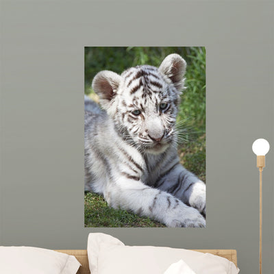 White Tiger Cub Wall Mural shown on a wall