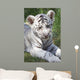 White tiger cub Wall Mural