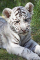 White tiger cub Wall Mural