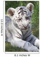 White tiger cub Wall Mural
