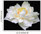 Lotus (white flowers W) Wall Mural