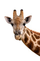 Giraffe Portrait Wall Decal