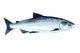 Watercolor Salmon Fish Wall Decal