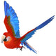 Parrot Wall Decal
