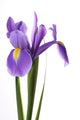 Flower Decals - Purple Iris Wall Decal