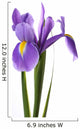 Flower Decals - Purple Iris Wall Decal