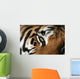 eye of the tiger Wall Mural