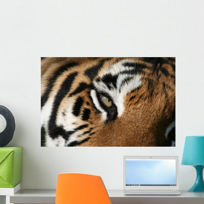 Eye Tiger Wall Mural shown on a wall