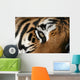 eye of the tiger Wall Mural