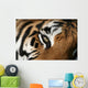 eye of the tiger Wall Mural
