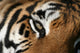 eye of the tiger Wall Mural
