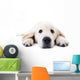 Dog Decals - Young golden retriever lying with stretched paws Wall Decal